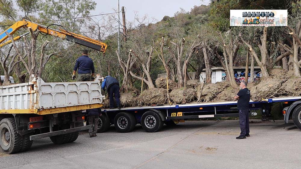 Ένας μικρός ελαιώνας «γεννιέται» στο Άλσος του Αγίου Δημητρίου [video+pics]